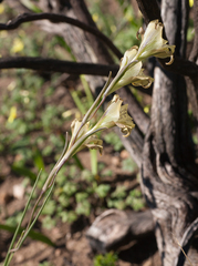 Gladiolus recurvus