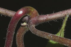Dictyanthus