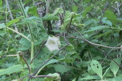 Dictyanthus