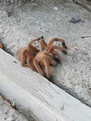 Aphonopelma moderatum