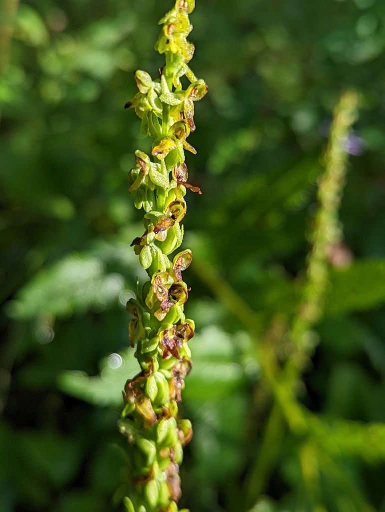 Platanthera purpurascens