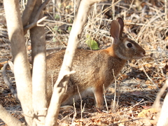 Sylvilagus graysoni