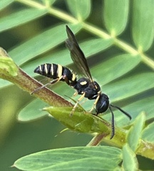 Cerceris