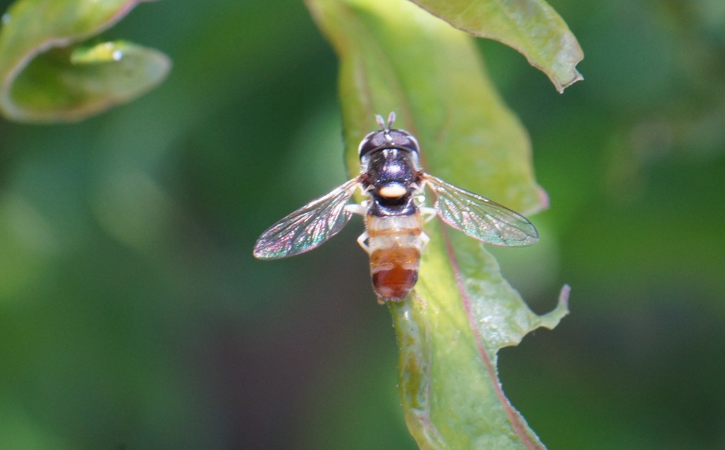 Paragus flammeus