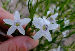 Cyphanthera racemosa