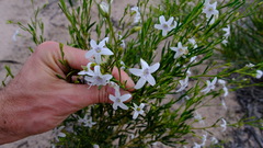 Cyphanthera racemosa
