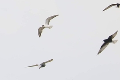 Chlidonias leucopterus