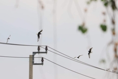 Chlidonias leucopterus