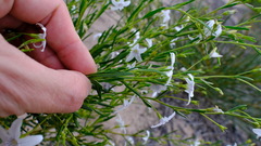 Cyphanthera racemosa