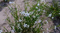 Cyphanthera racemosa