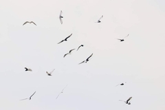 Chlidonias leucopterus