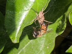 Araneae