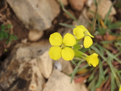 Erysimum pseudorhaeticum