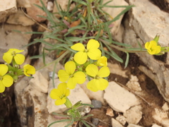Erysimum pseudorhaeticum