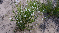 Cyphanthera racemosa