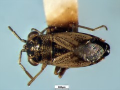 Geocoris bullatus