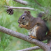 Vancouver Island Red Squirrel - Photo (c) Liam Ragan, some rights reserved (CC BY-NC), uploaded by Liam Ragan