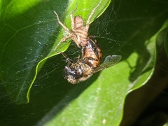 Araneae