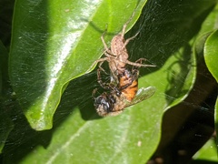 Araneae