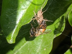 Araneae