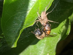 Araneae