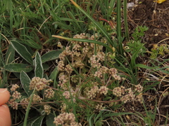 Trinia dalechampii