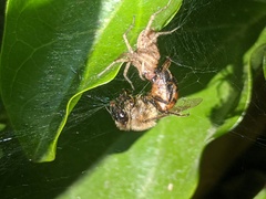 Araneae