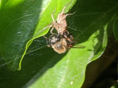 Araneae