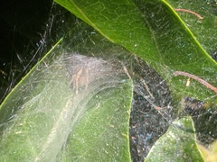 Araneae