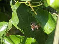 Araneae