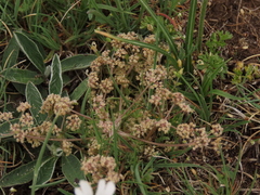 Trinia dalechampii