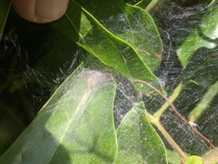 Araneae