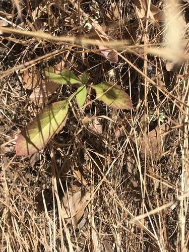 iNaturalist observation photo of roughleaf aster