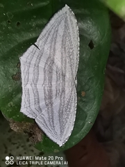 Acropteris rectinervata