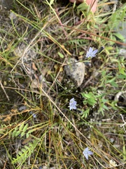 Lomatogonium rotatum