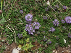 Globularia meridionalis