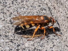 Sphecius speciosus