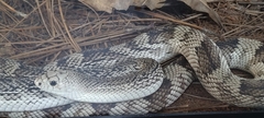 Pituophis melanoleucus