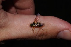 Xanthogramma citrofasciatum