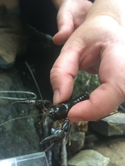 Cambarus conasaugaensis