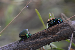 Cotinis mutabilis malina