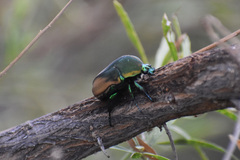 Cotinis mutabilis malina