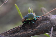 Cotinis mutabilis malina