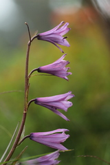 Notholirion macrophyllum