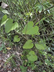 Aristolochia shimadae