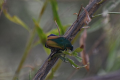 Cotinis mutabilis malina
