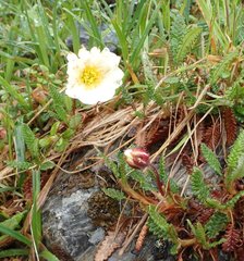 Dryas alaskensis