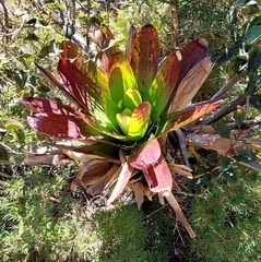 Alcantarea imperialis