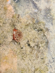 Bunodosoma granuliferum