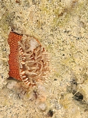 Bunodosoma granuliferum